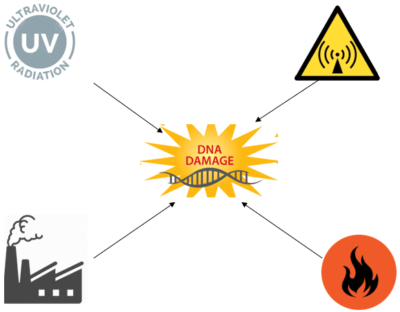 dna-damage
